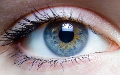 Comment fonctionne la vision?